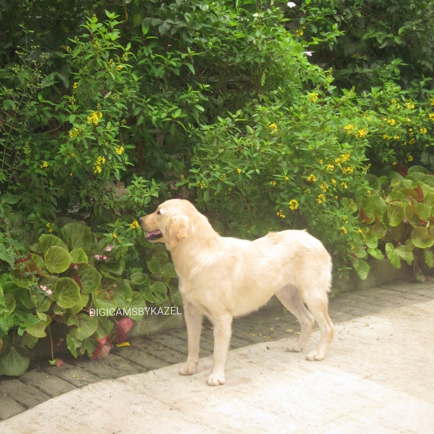 Canon Ixus 105