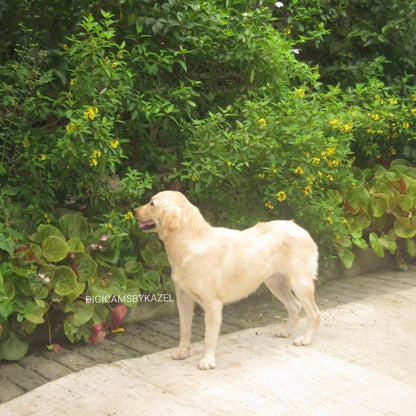 Canon Ixus 105